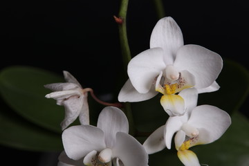 White orchid flowers on black background close up.