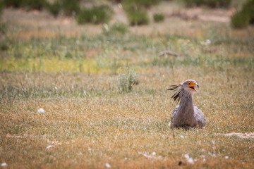 Secretary bird sitting in the grass.