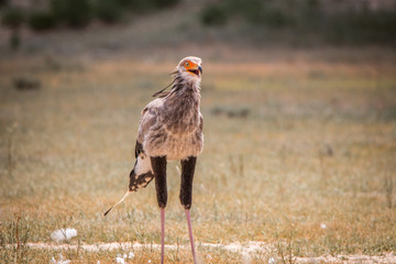 Secretary bird standing in the grass.