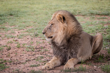 Big male Lion laying in the grass.