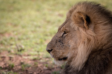 Side profile of a big male Lion.