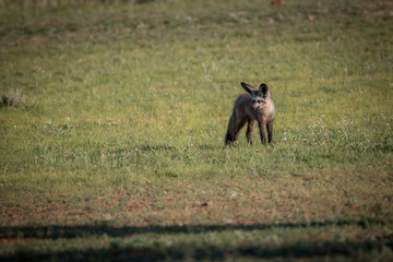 Bat-eared fox walking in the grass.