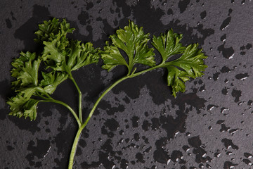Fresh organic french parsley on black background. Healthy food, lifestyle. Close up. - obrazy, fototapety, plakaty