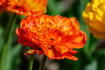 Multilobed, terry orange and yellow tulip in a spring garden.