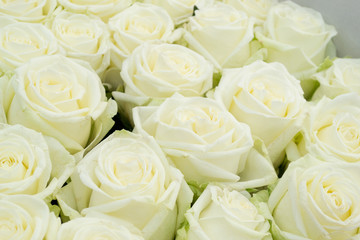 Perfect white roses