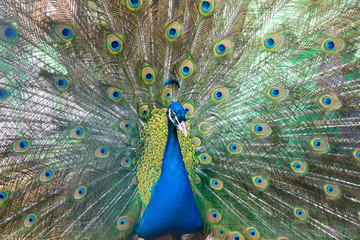 Obraz premium Павлин