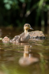 Mallard, Duck - Nestling