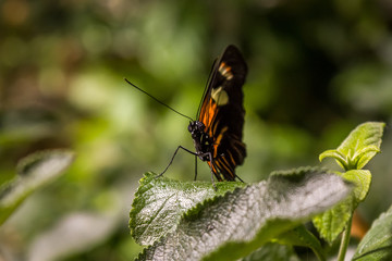 Obraz na płótnie Canvas Black and orange butterfly on a green leaf