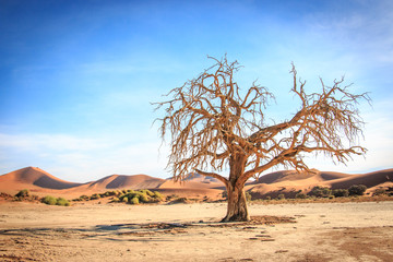 Dead tree in the Sossusvlei desert.