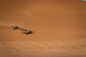 Sand dunes in the Namib desert.