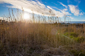 Reeds HDR