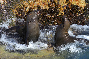 Fototapeta premium Brown fur seal, Seal Island, South Africa
