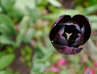 Tulpenblüte dunkellila