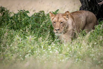 Lion walking towards the camera in the high grass.