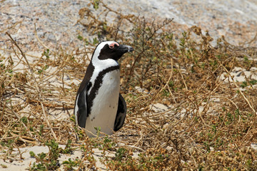 Fototapeta premium African penguin, Cape town, South Africa