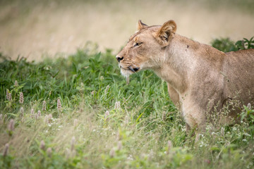 Side profile of a Lion in the high grass.