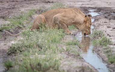 Fototapeta premium Lion drinking from a little pool of water.