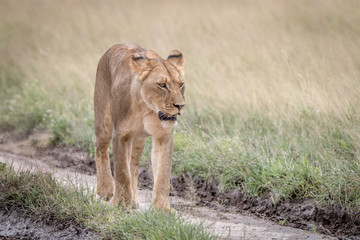 Lion walking in the sand in the Kalahari.