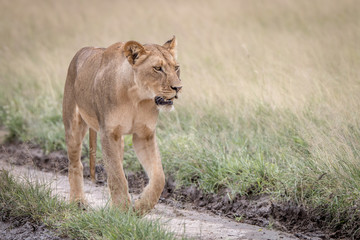Lion walking in the sand in the Kalahari.