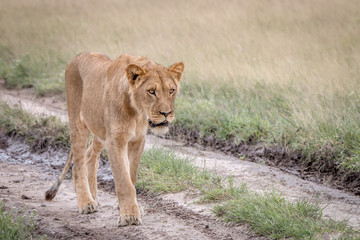 Lion walking in the sand in the Kalahari.