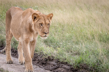 Lion walking in the sand in the Kalahari.
