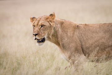 Side profile of a Lion in the high grass.