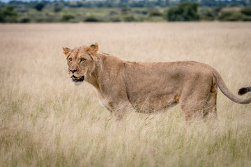 Side profile of a Lion in the high grass.