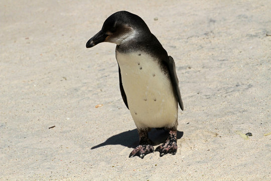 African penguin, Cape town, South Africa