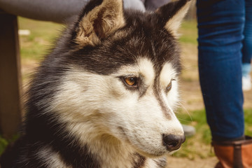 Portrait black and white Husky dog in green grass background