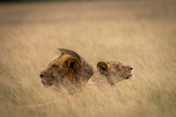 Lion mating couple laying in the high grass.