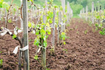 Young vineyard field in spring