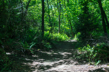 A Path in the woods