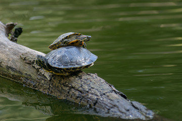 tortiga en lago