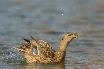 Female Mallard Bathing