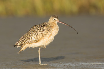 Long-billed Curlew