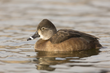 Ring-billed Duck Female