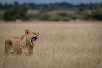 Lion yawning in the high grass.
