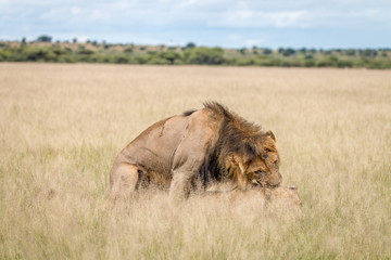 Lion couple mating in the high grass.