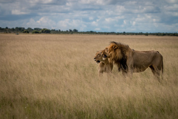 Fototapeta na wymiar Lion mating couple in the high grass.