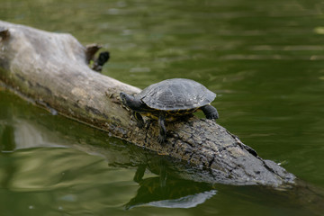 Obraz premium tortiga en lago