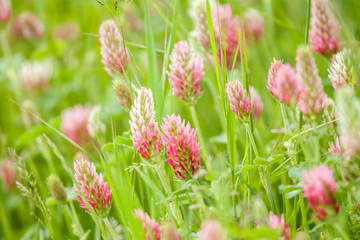 wild field flowers on green grass background