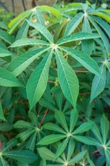 Leaves of cassava plant. Cassava rich source of food carbohydrates in the tropics after rice and maize.