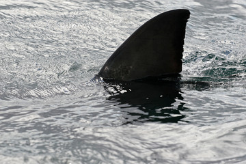 Great white shark, Cape town, South Africa