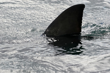 Obraz premium Great white shark, Cape town, South Africa