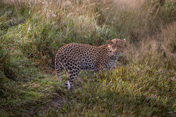 Leopard standing in the sand in the Kalahari.