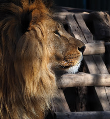 Obraz na płótnie Canvas Lion's profile portrait view from right