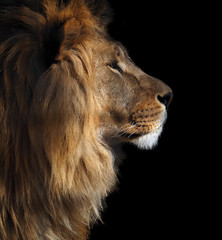 Profilansicht des Löwen im Hochformat von rechts isoliert auf schwarz