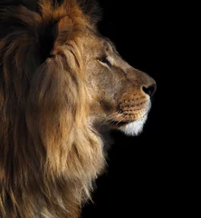 Fond de hotte en verre imprimé Lion Vue de portrait de profil du lion de la droite isolée au noir