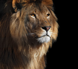Lion's profile portrait with yellow eyes isolated at black