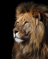 Crédence en verre imprimé Lion Portrait de profil du lion isolé au noir